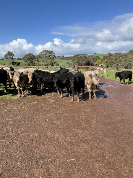 30 EU angus charolais cross steers | Farm Tender