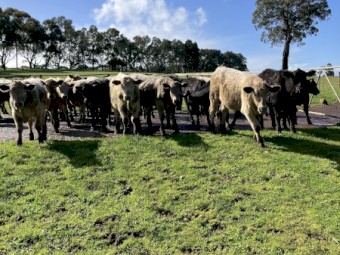 30 EU angus charolais cross steers