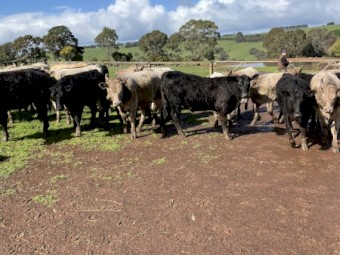 30 EU angus charolais cross steers