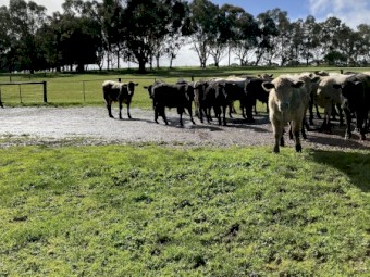 30 EU angus charolais cross steers