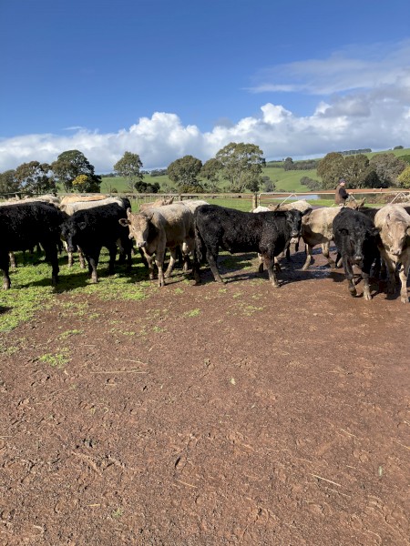 29 EU angus steers 11-12 months