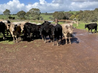 29 EU angus steers 11-12 months