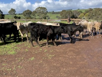 29 EU angus steers 11-12 months