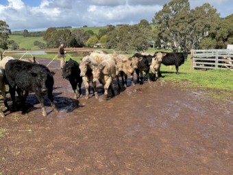 29 EU angus steers 11-12 months