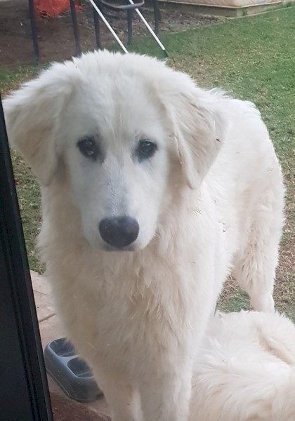 Female Maremma pup 6.5 mths