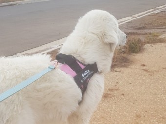 Female Maremma pup 6.5 mths