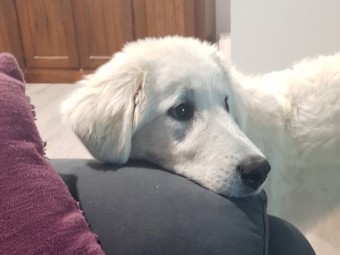 Female Maremma pup 6.5 mths