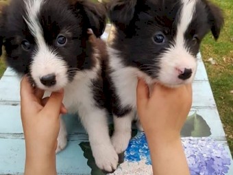 Border Collie Puppies