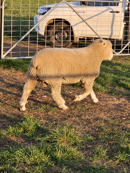 5 X Poll Dorset rams 12 months old