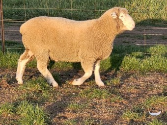 5 X Poll Dorset rams 12 months old