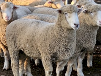 5 X Poll Dorset rams 12 months old