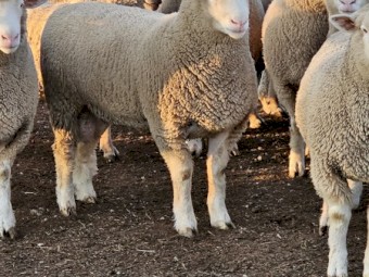 5 X Poll Dorset rams 12 months old