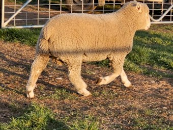 5 X Poll Dorset rams 12 months old