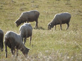 240 Merino Ewes 2017-18 drop