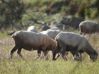 240 Merino Ewes 2017-18 drop