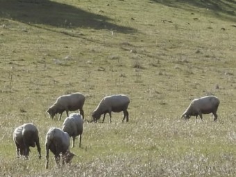 240 Merino Ewes 2017-18 drop