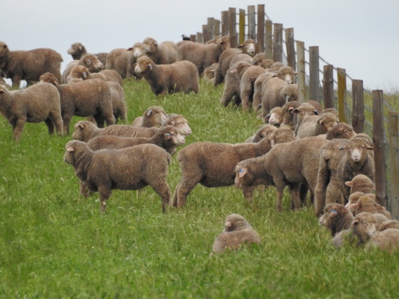 200 Merino wether lambs April/May drop