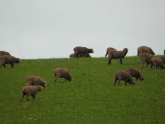 200 Merino wether lambs April/May drop