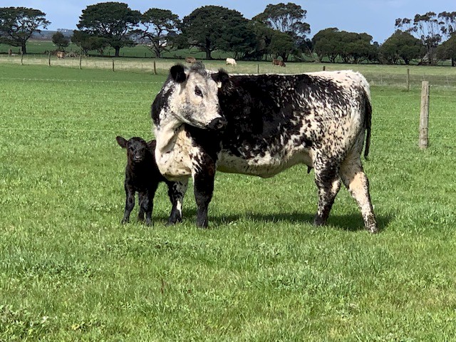 Speckle Park cross heifers