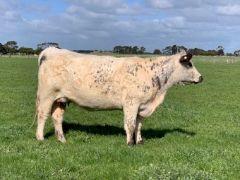 Speckle Park cross heifers