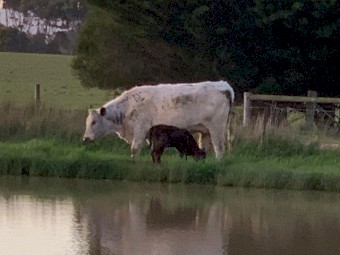 Speckle Park cross heifers
