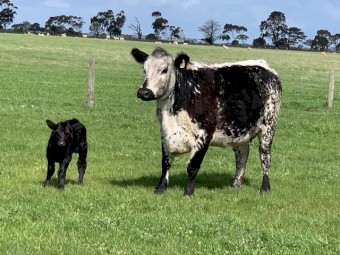 Speckle Park cross heifers