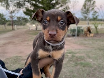 Kelpie Pups For Sale