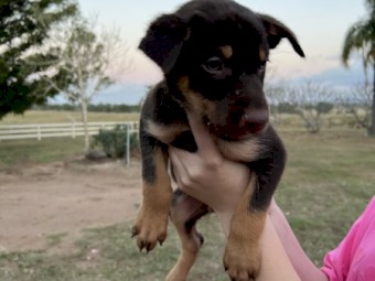 Kelpie Pups For Sale