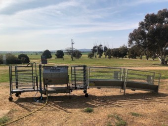 Peak Hill Sheep Immobilizer