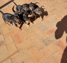 Kelpie Pups must go by 7th October