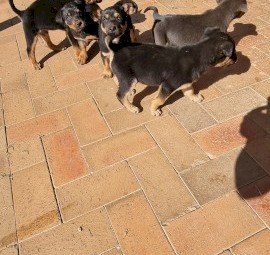 Kelpie Pups must go by 7th October