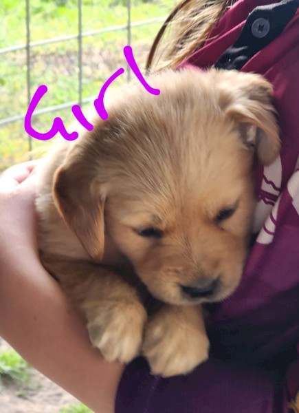 Golden Retriever Puppies 