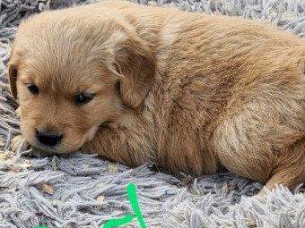 Golden Retriever Puppies 