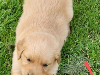 Golden Retriever Puppies 