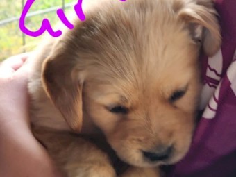 Golden Retriever Puppies 
