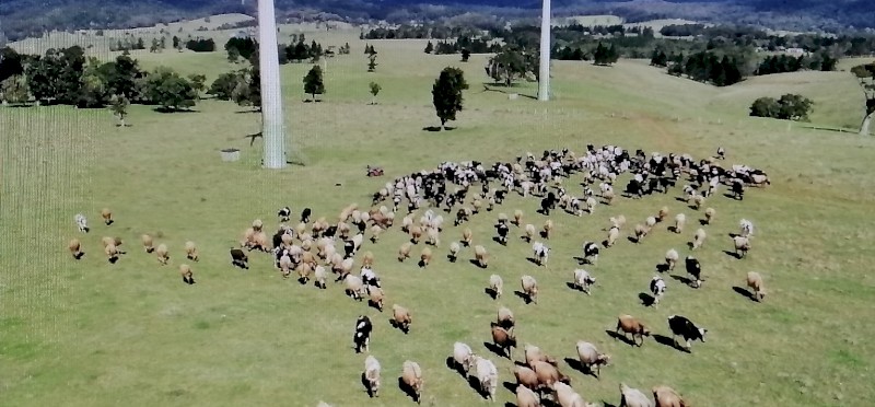Dairy herd for sale consisting of Friesen and Jersey cows