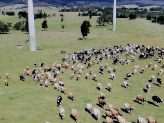 Dairy herd for sale consisting of Friesen and Jersey cows