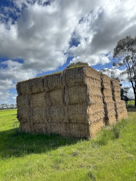 Rye Grass Hay For Sale
