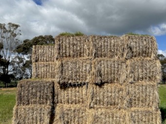 Rye Grass Hay For Sale