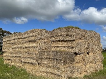 Rye Grass Hay For Sale