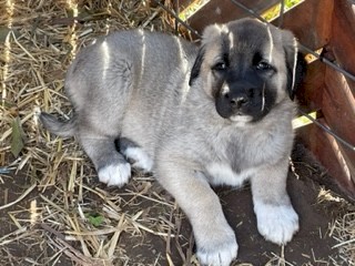 Anatolian Shepherds Livestock Guardians