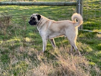 Anatolian Shepherds Livestock Guardians