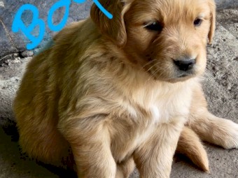 Golden Retriever Puppies 
