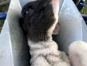 Harvestaire Lamb Cradle 5 berth