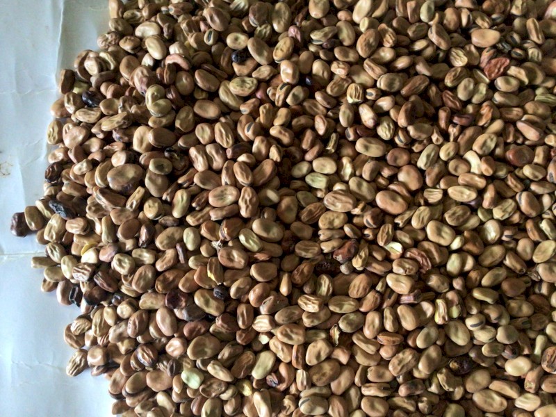Faba Beans