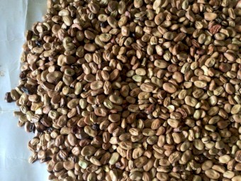 Faba Beans