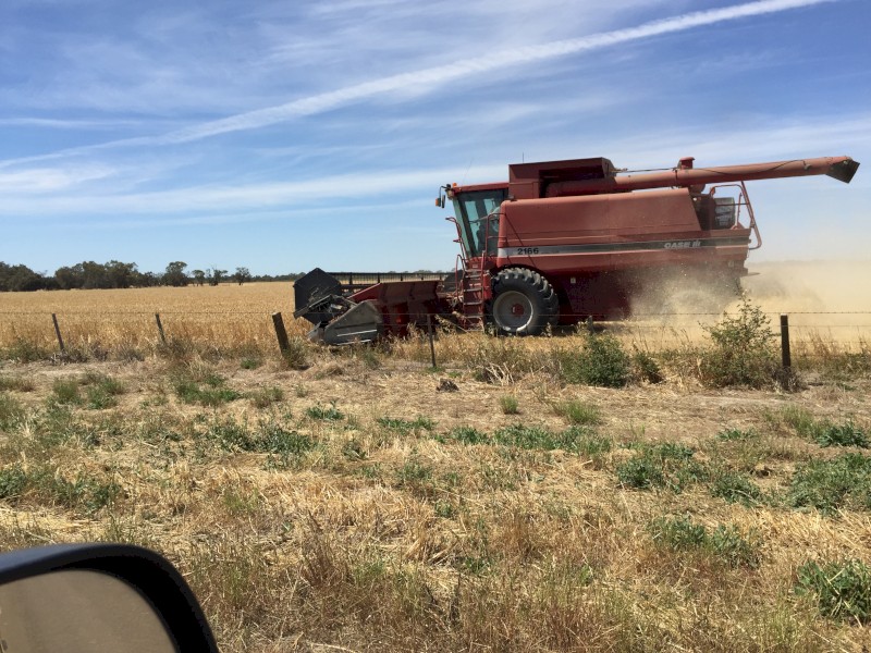 Case 2166 with 1020 Flex Front & Trailer