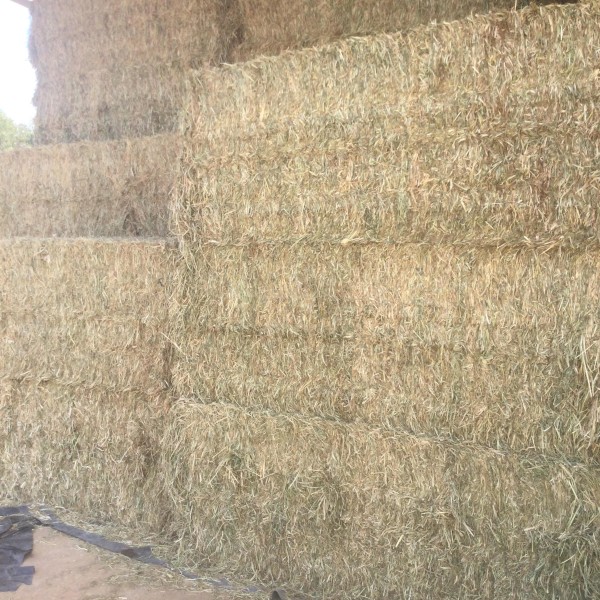 Hay Tetila Rye Grass/Balansa Clover mix