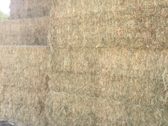 Hay Tetila Rye Grass/Balansa Clover mix