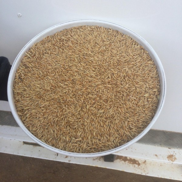 90mt Kowari Oats